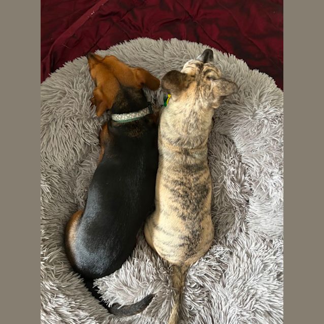 Photo of Maple And Marco 