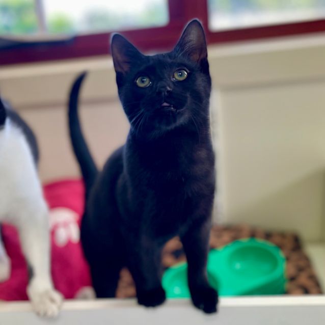 Photo of Salem