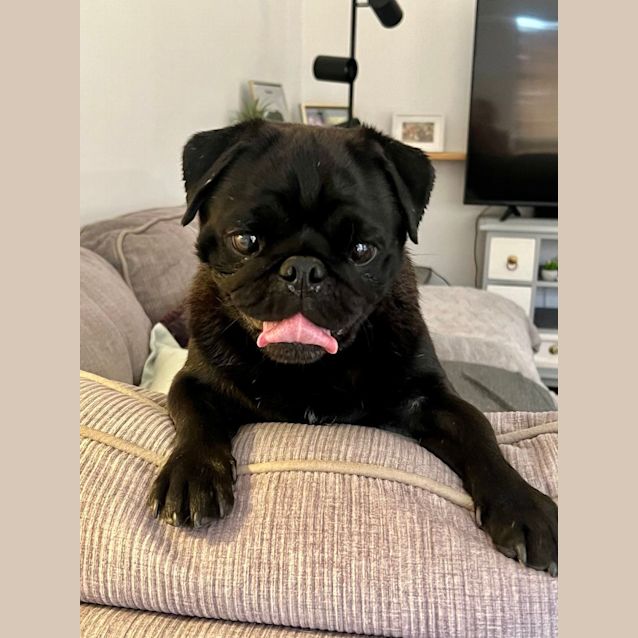 Photo of Shadow 🐾