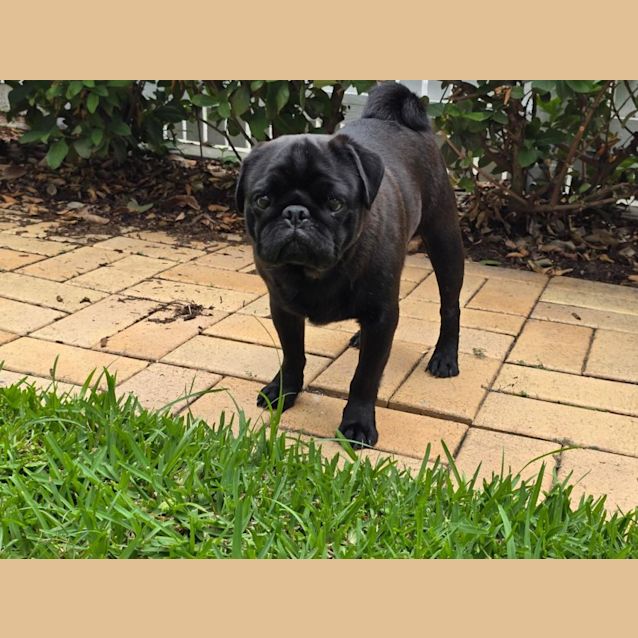 Photo of Shadow 🐾