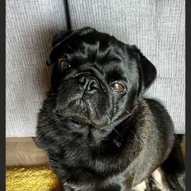 Photo of Shadow 🐾