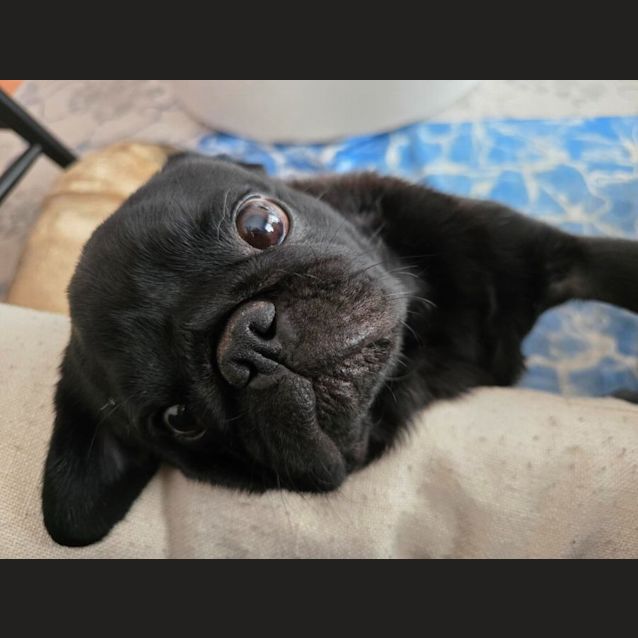 Photo of Shadow 🐾