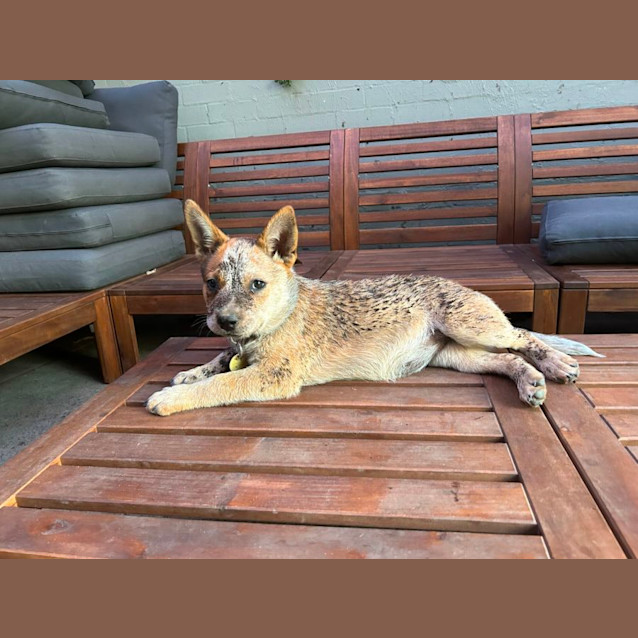 Photo of Charizard