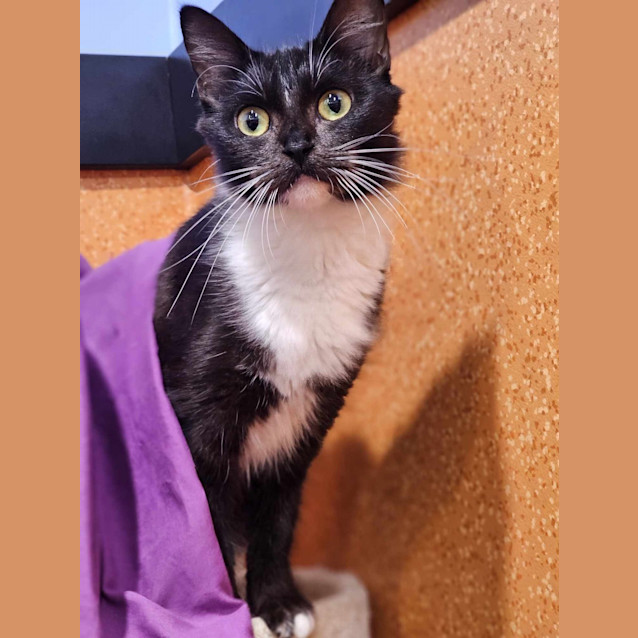 Photo of Lady