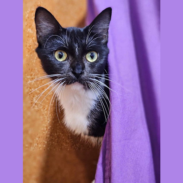 Photo of Lady