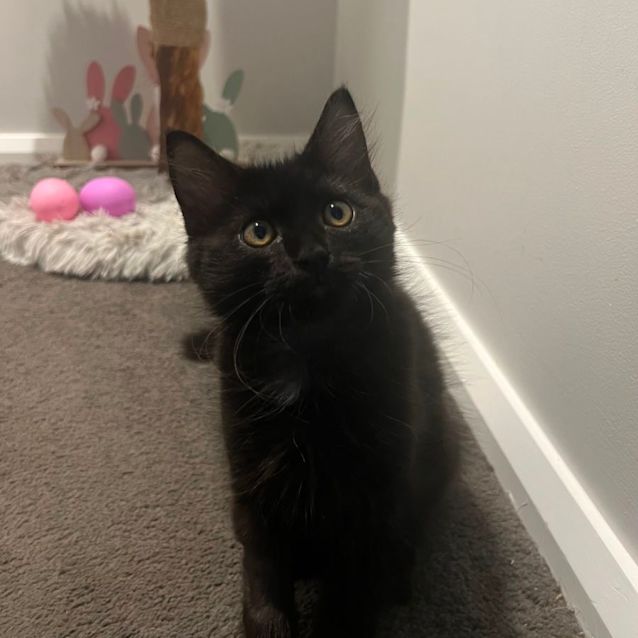 Photo of Harry 🐈‍⬛💙