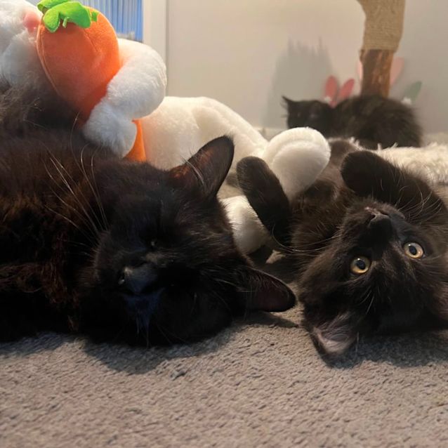 Photo of Harry 🐈‍⬛💙