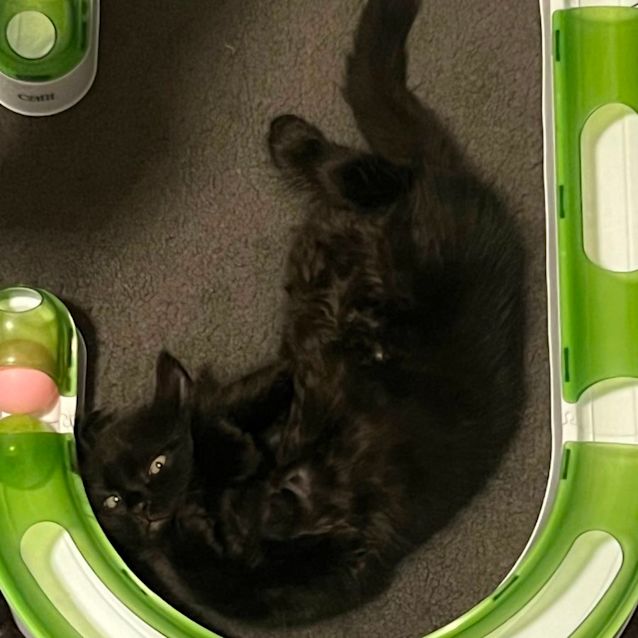 Photo of Harry 🐈‍⬛💙