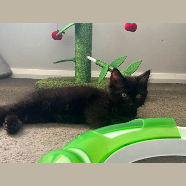 Photo of Harry 🐈‍⬛💙