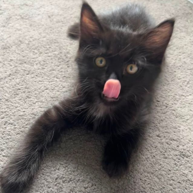 Photo of Harry 🐈‍⬛💙