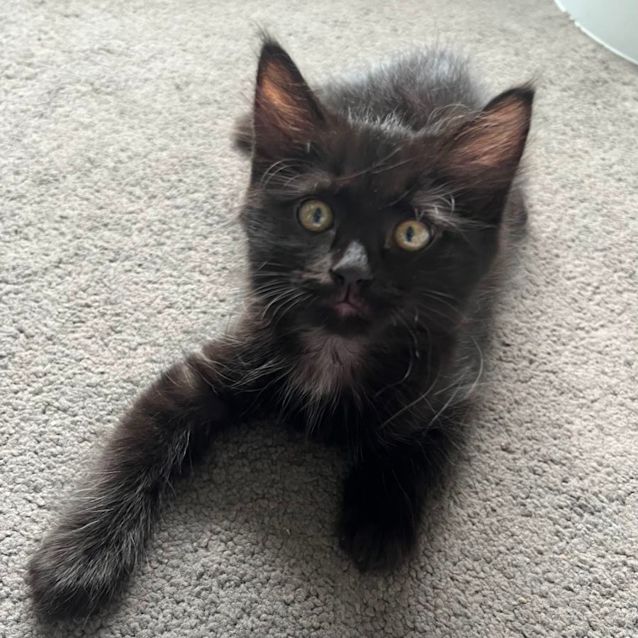 Photo of Harry 🐈‍⬛💙