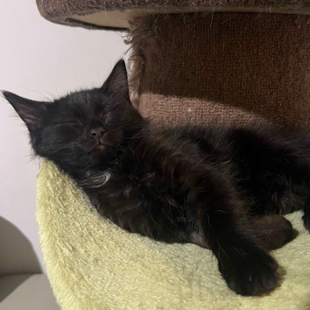 Photo of Harry 🐈‍⬛💙