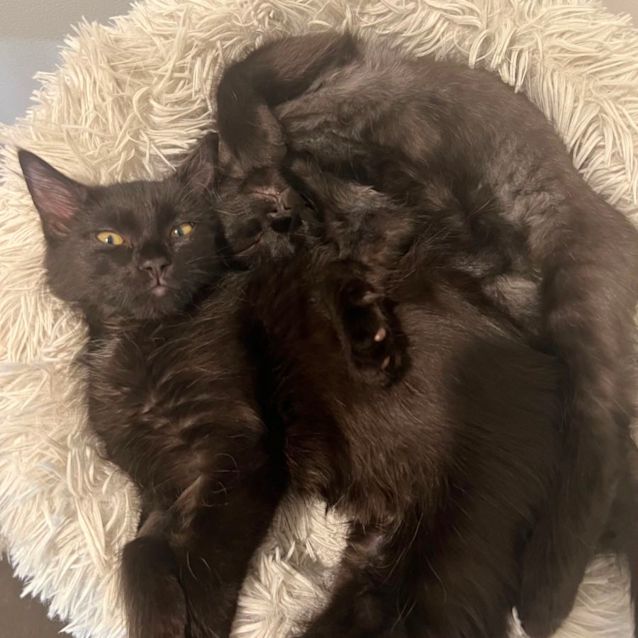 Photo of Harry 🐈‍⬛💙