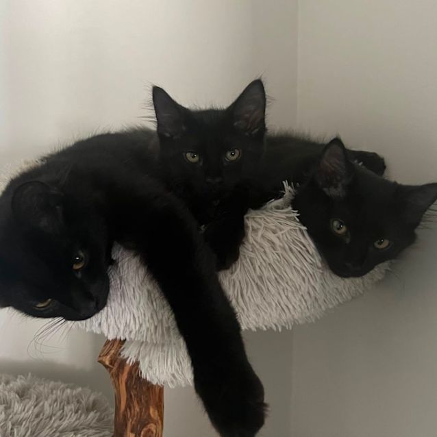 Photo of Harry 🐈‍⬛💙