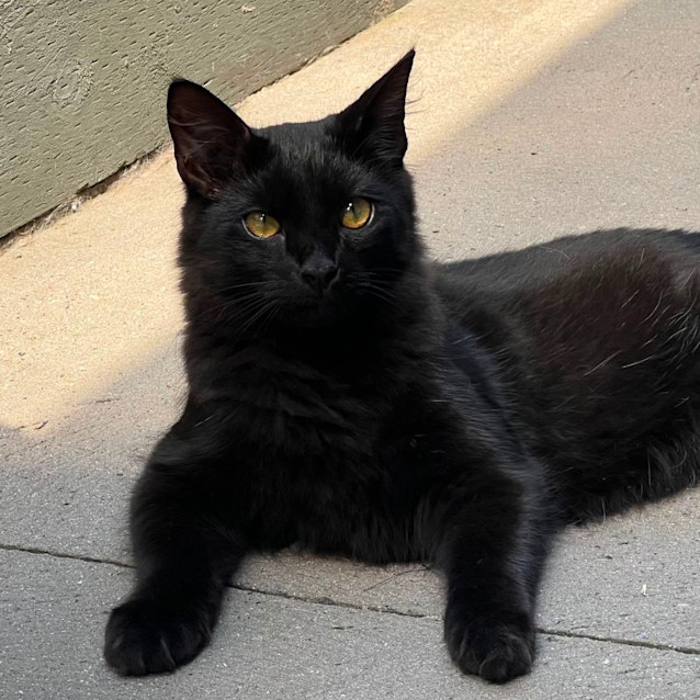 Photo of Sammi 🐈‍⬛