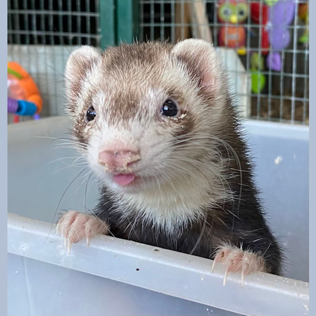 Photo of Raccoon & Snowball