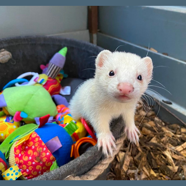 Photo of Raccoon & Snowball
