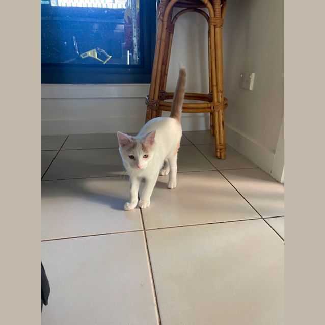 Photo of August Meet Me@Petstock Dandenong Store