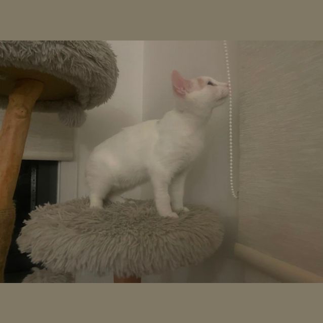 Photo of August Meet Me@Petstock Dandenong Store