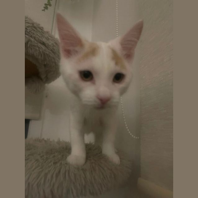 August meet mepetstock Dandenong store Male Domestic Short Hair Cat