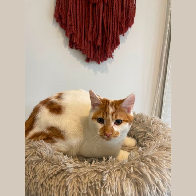 Photo of Taylor Meet Me At Petstock Dandenong Store 