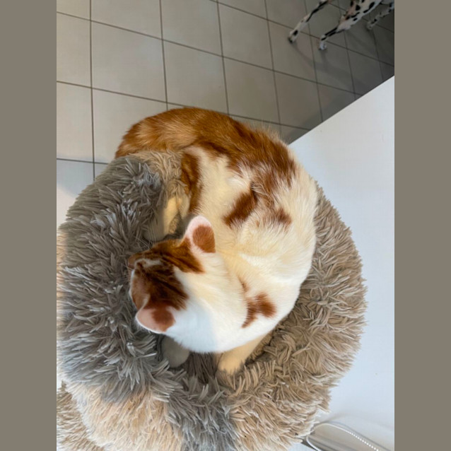 Photo of Taylor Meet Me At Petstock Dandenong Store 