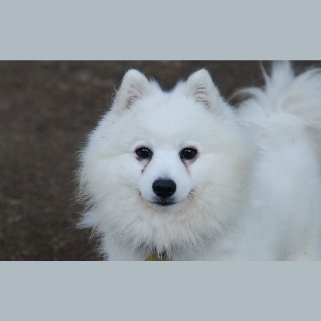 Photo of Sheldon