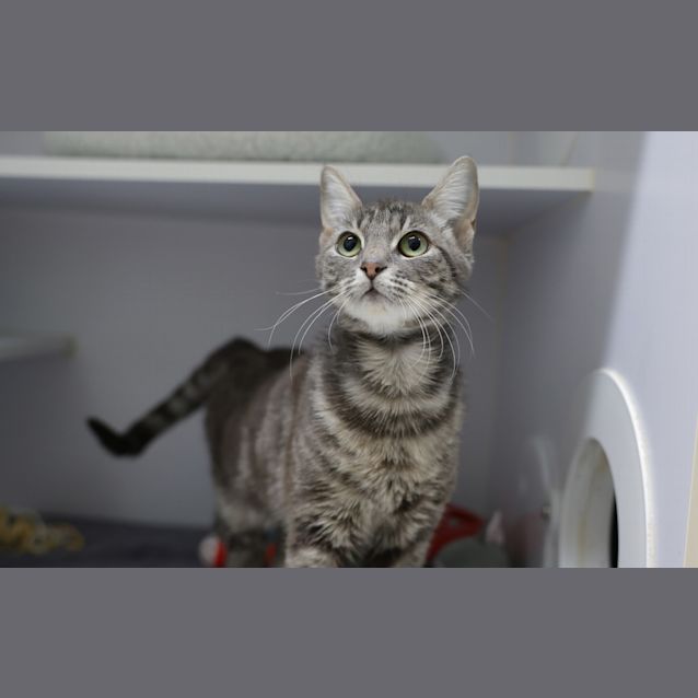 Photo of Peanut