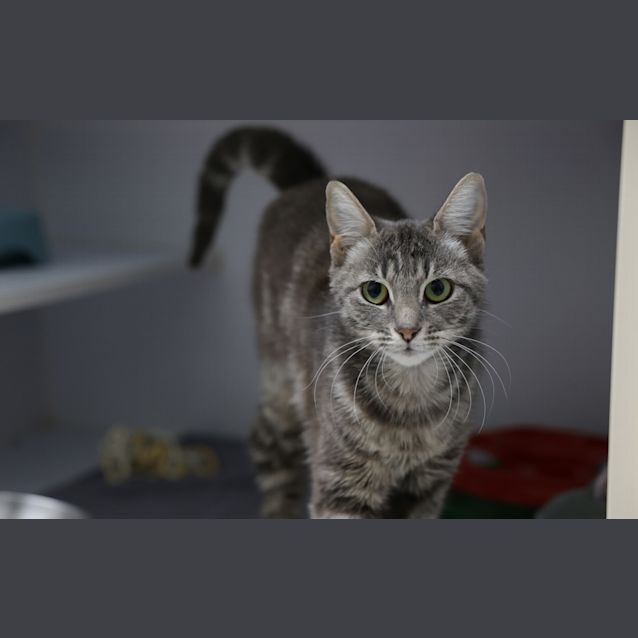 Photo of Peanut