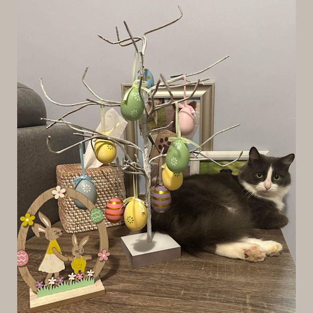 Photo of Oreo