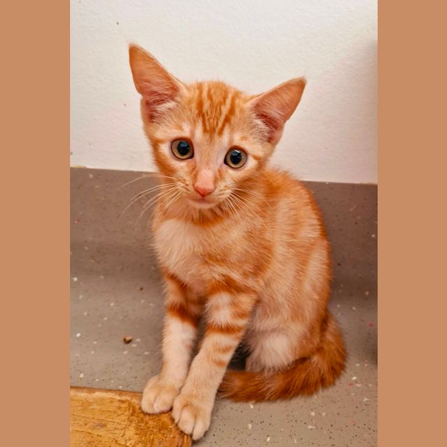 Photo of C1292 Ralph