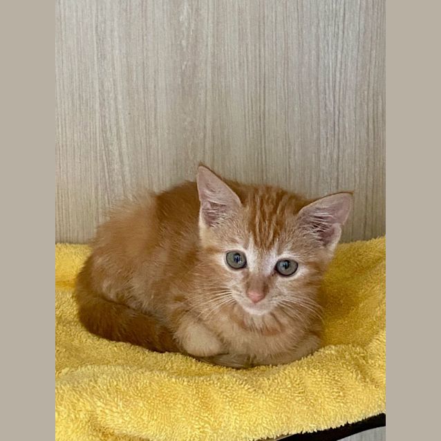 Photo of C1292 Ralph