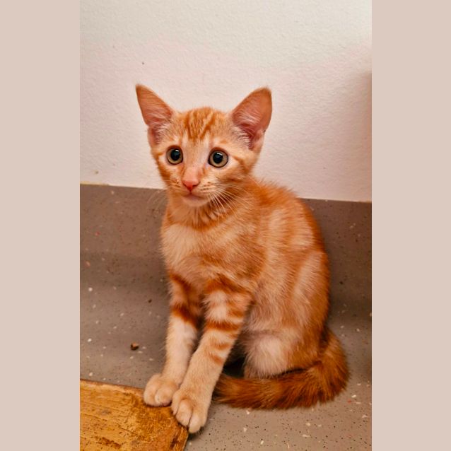 Photo of C1292 Ralph