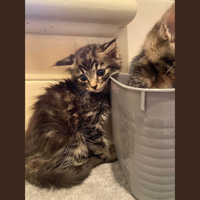 Photo of Fergus