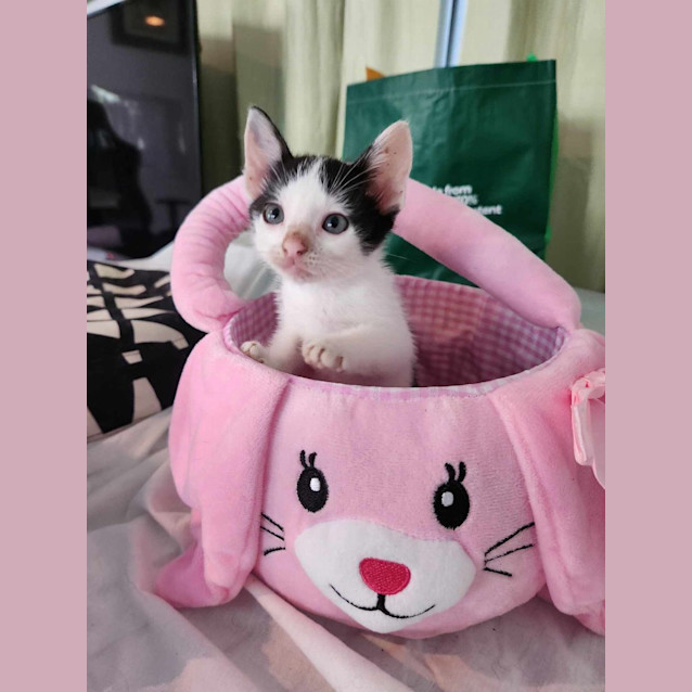 Photo of Maus