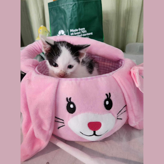 Photo of Nibbles