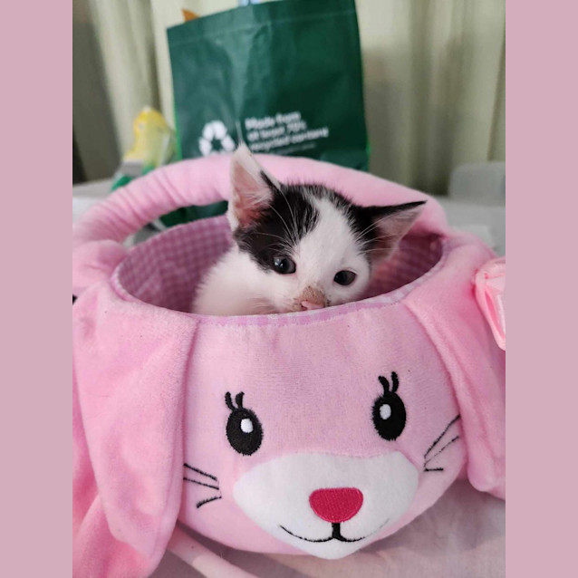 Photo of Nibbles