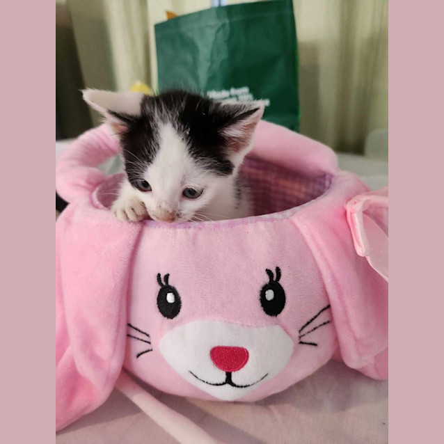 Photo of Nibbles
