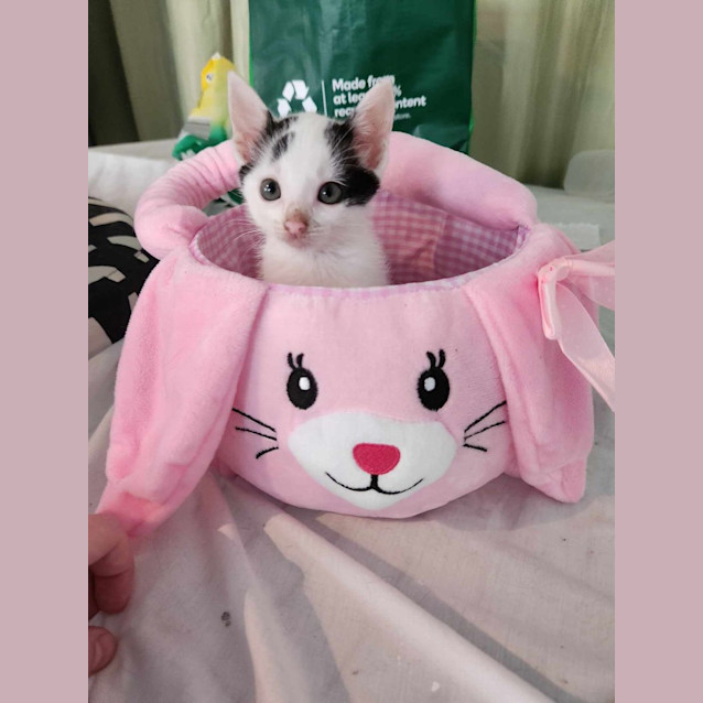 Photo of Cheddar