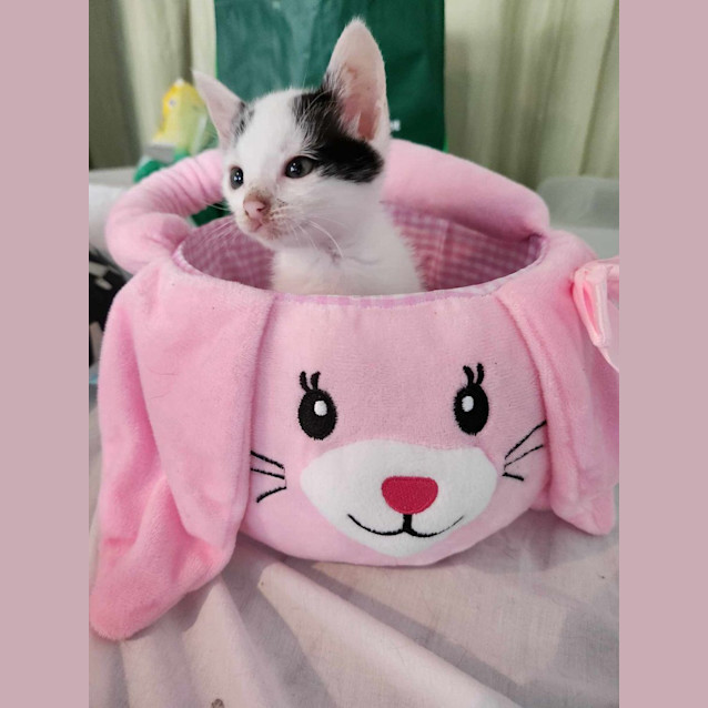 Photo of Cheddar