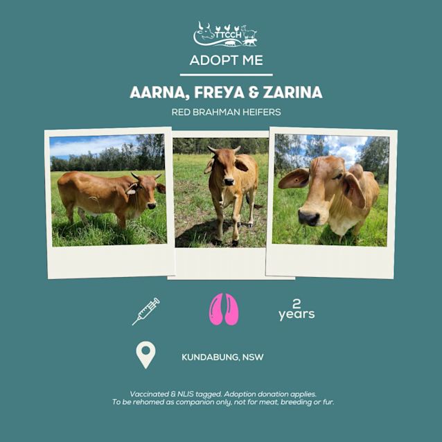 Photo of Aarna, Freya, And Zarina