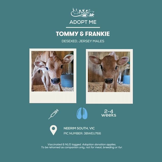 Photo of Tommy And Frankie