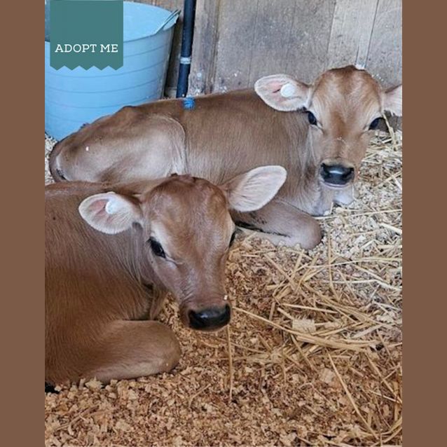 Photo of Tommy And Frankie