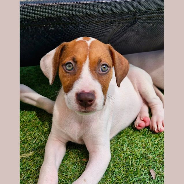 Photo of D957 Alaska