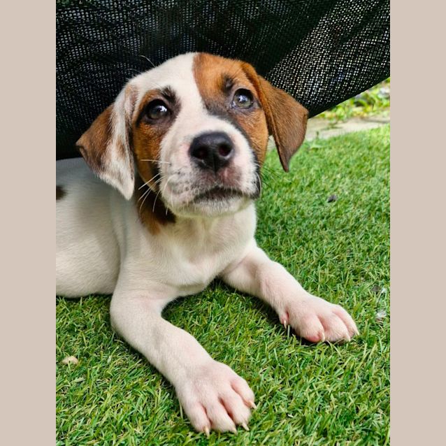 Photo of D959 Indiana