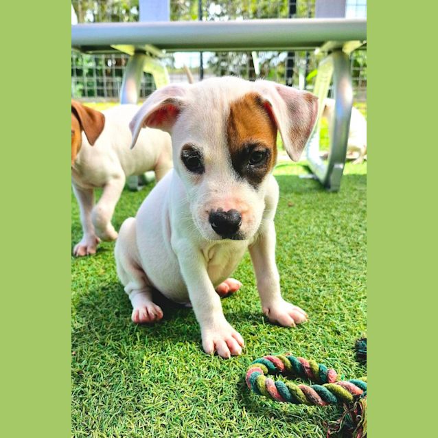 Photo of D960 Dallas