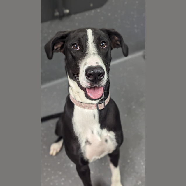 Photo of Kali 