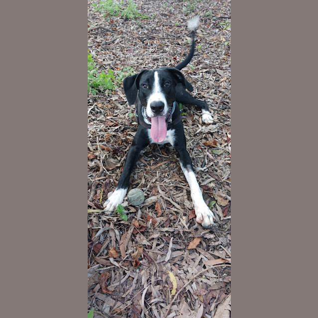 Photo of Kali 