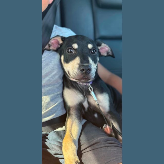 Photo of Rowan English Staffy