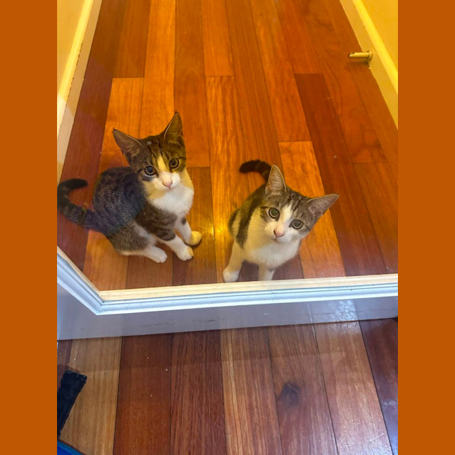 Photo of Cream Puff And Nell